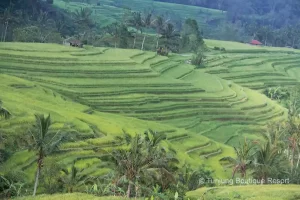 jatiluwih rice terrace, jatiluwih bali, unesco world heritage, bali unesco world heritage
