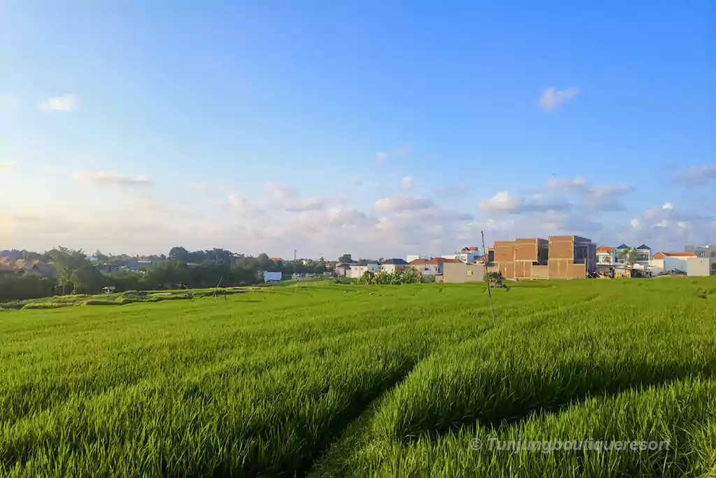 Pererenan Bali, Bali's future hotspot for hotels, Pererenan Hotels, places to stay in Bali, Pererenan Rice Field