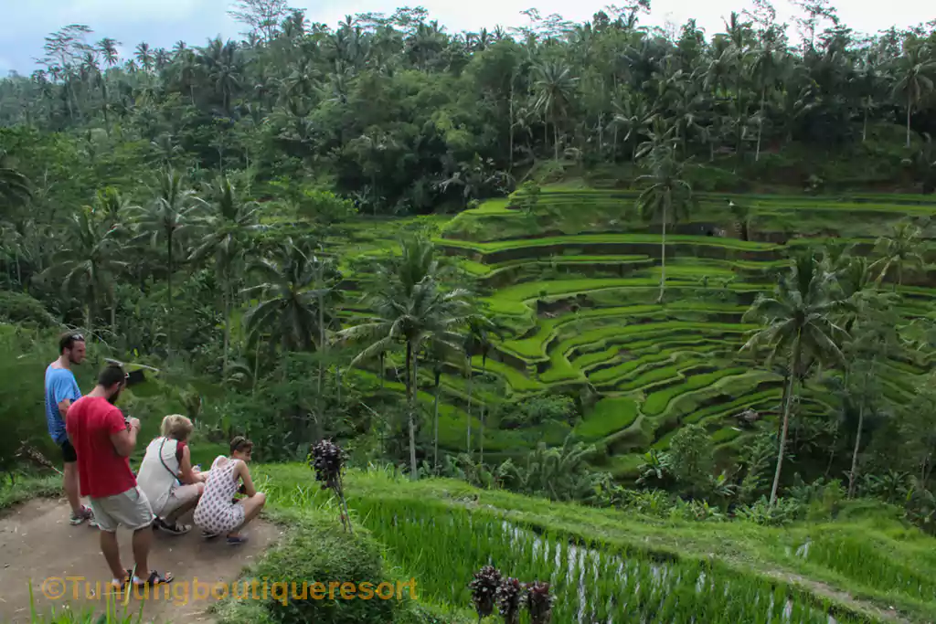 Tegallalang Rice Terrace, Ubud Tour, Bali Tours, Bali Holidays, Celebrate Christmas in Bali