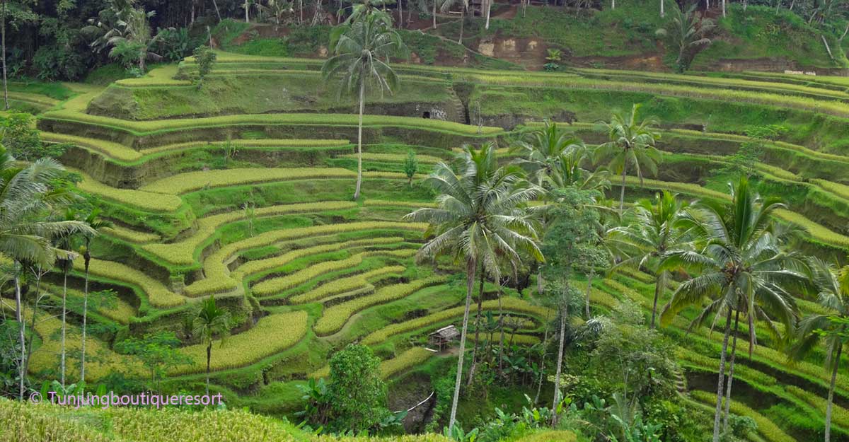 Bali tourist destinations, Bali places to stay, Ubud Bali, Places to Stay in Ubud, Tegallalang rice terrace
