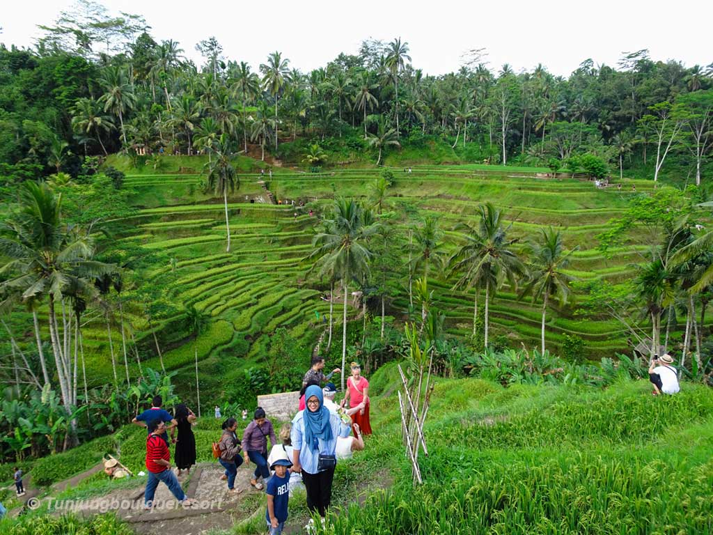 Tegallalang Ubud, Bali places to Stay, Trip to Bali, Where to stay in Bali