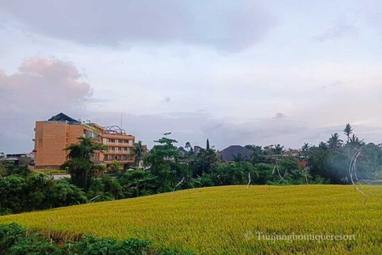 Discover hotels in Pererenan, Perenan Bali, Pererenan Hotels