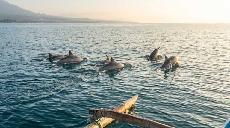 A pod of wild spinner dolphins surfacing naturally in calm sea waters near the wooden bow of a traditional Balinese jukung boat during early morning sunrise in Lovina, North Bali.